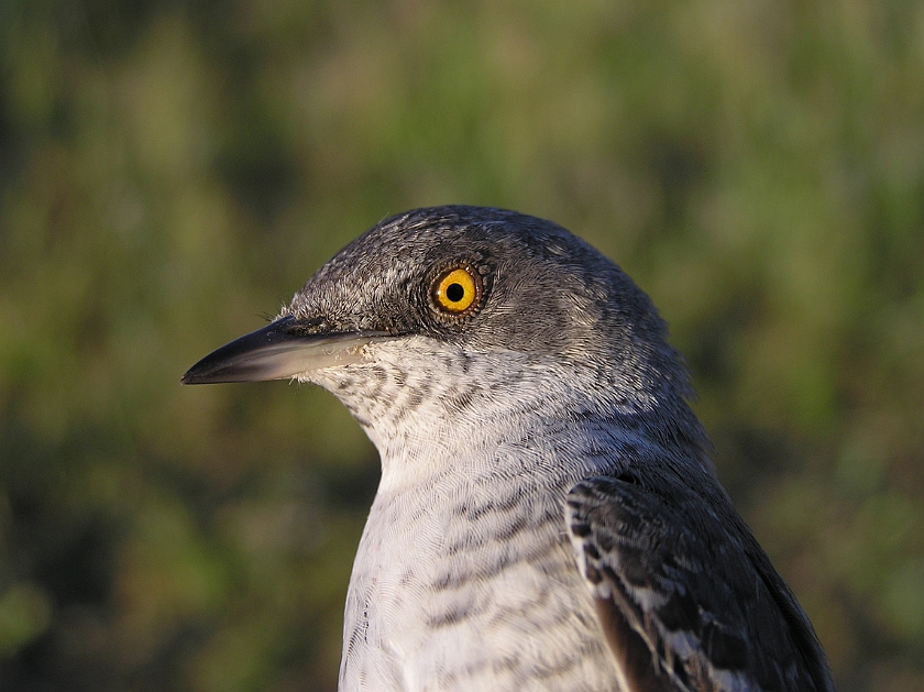 Barred Warbler, Sundre 20080604